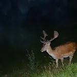 Alpenpension ゲストハウス