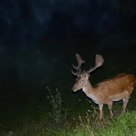 Alpenpension Konukevi