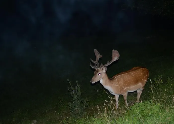 Alpenpension 게스트하우스